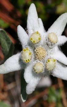 Alpen Edelweiß - steht in den Alpen unter strengem Naturschutz Mauerbepflanzung
