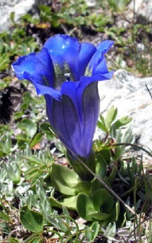 Alpen- Enzian Steingartenpflanzen 