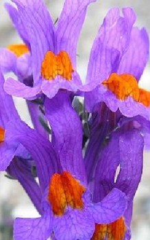 Alpen-Leinkraut Steingartenpflanzen 