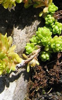 Alpen-Mauerpfeffer Steingartenpflanzen 