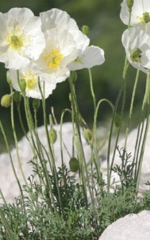 Alpen Mohn - Im Garten wird er nur wenige Jahre alt Mauerbepflanzung 
