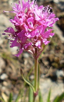 Alpen-Pechnelke Steingartenpflanzen 