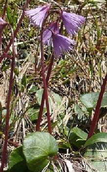 Alpen-Soldanelle Steingartenpflanzen
