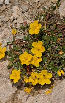 Alpen-Sonnenröschen trockenen Platz im Steingarten oder in Trockenmauer Steingartenpflanzen 