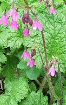 Alpenheilglöckchen Steingartenpflanzen 
