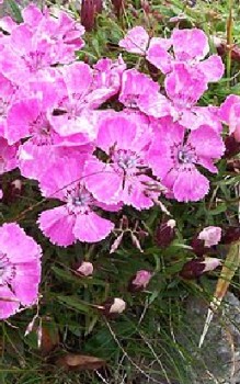 Alpennelke Steingartenpflanzen 