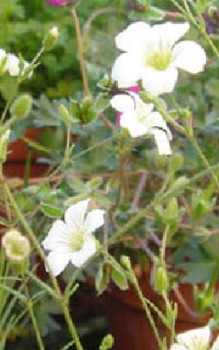 Anatolisches Sandkraut Steingartenpflanzen 