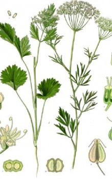 Anis Kräutergarten Pflanzen