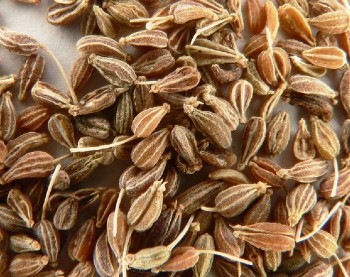 Anis Kräutergarten Pflanzen 