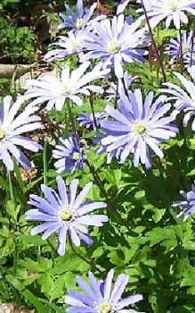 Apennin Anemone Steingartenpflanzen