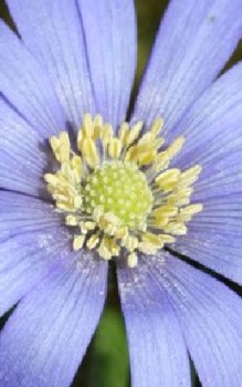 Apennin Anemone Steingartenpflanzen