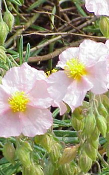 Apenninen-Sonnenröschen Kaltkeimer, braucht einige Wochen niedrige Temperaturen Steingartenpflanzen 