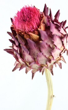 Artischocke Kräutergarten Pflanzen