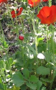 Asiatische Ranunkel Steingartenpflanzen