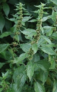 Aufrechtes Glaskraut Kräutergarten Pflanzen