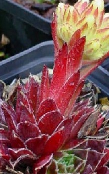 Balkan -Fransenhauswurz Steingartenpflanzen 