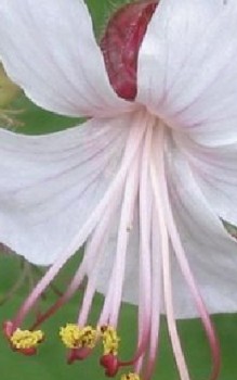 Balkan-Storchschnabel Steingartenpflanzen 