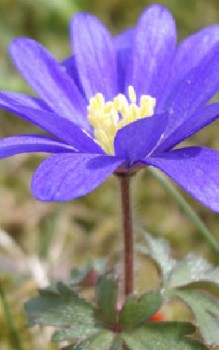 Balkan Windröschen Steingartenpflanzen