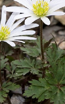 Balkan Windröschen Steingartenpflanzen
