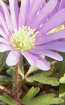 Balkan Windröschen Steingartenpflanzen 