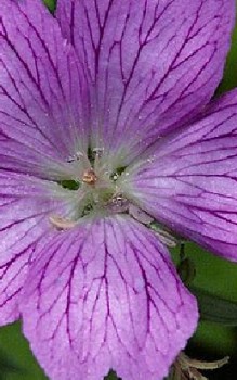 Basken-Storchschnabel Steingartenpflanzen 