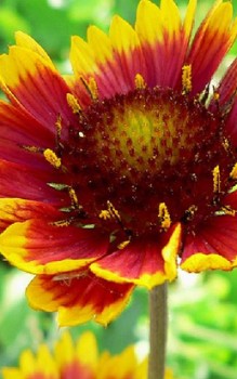 Bastard Kokardenblume - Samen können im März in ein Frühbeet ausgesät werden Gartenstauden