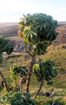 Baumförmige Strauchpappel Staude wächst strauch- oder baumartig bis zu einer Höhe von 3m Gartenstauden
