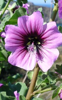 Baumförmige Strauchpappel Staude wächst strauch- oder baumartig bis zu einer Höhe von 3m Gartenstauden 