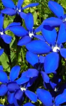 Bayerischer Enzian Steingartenpflanzen 