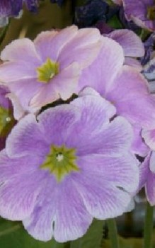 Becher-Primel Steingartenpflanzen 