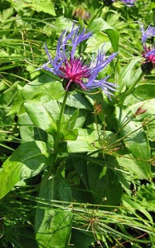 Berg-Flockenblume - mit einer dünnen Schicht von gut verrottetem Gartenkompost abdecken Gartenstauden 