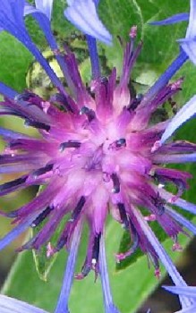 Berg-Flockenblume - mit einer dünnen Schicht von gut verrottetem Gartenkompost abdecken Gartenstauden 