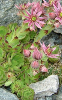 Berg-Hauswurz Steingartenpflanzen 