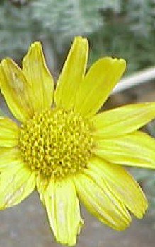 Berg Kamille - vor Windbruch zu schützen Gartenstauden