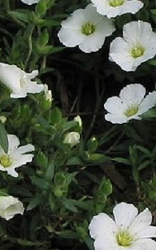 Berg-Sandkraut Steingartenpflanzen 