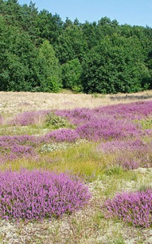 Besenheide oder Heidekraut - je nach Höhenlage fällt die Blütezeit in die Monate Juli bis November Heidepflanzen