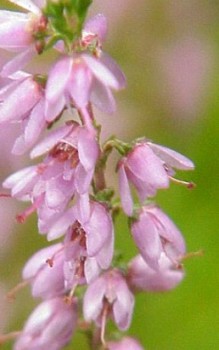 Besenheide oder Heidekraut - je nach Höhenlage fällt die Blütezeit in die Monate Juli bis November Heidepflanzen 