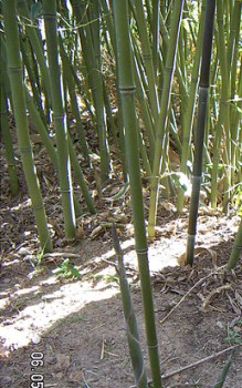 Bisset Bambus - aus Blättern bereiten Chinesen einen Tee Gräser und Farne
