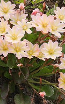 Bitterwurz - Stauden gedeihen auch gut in einem Torfbeet Steingartenpflanzen 