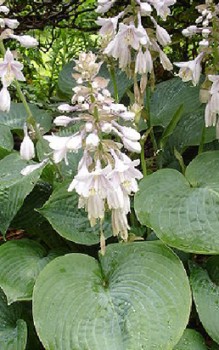 Blaublatt Funkie - Boden mit Kompost oder reifen Stallmist anreichern Gartenstauden 