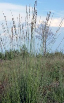 Blaues Pfeifengras - für Steingarten geeignet, da es trockene Böden in voller Sonne gut verträgt Gräser und Farne 