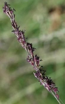 Blaues Pfeifengras - für Steingarten geeignet, da es trockene Böden in voller Sonne gut verträgt Gräser und Farne 