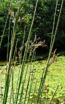 Blaugrüne Binse - im Garten braucht Juncus inflexus einen halbschattigen bis sonnigen Platz Wasserpflanzen 