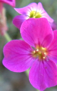 Blaukissen - etwas Rindenmulch rund um die Stauden streuen Gartenstauden 