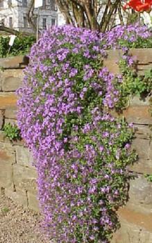 Blaukissen - etwas Rindenmulch rund um die Stauden streuen Gartenstauden
