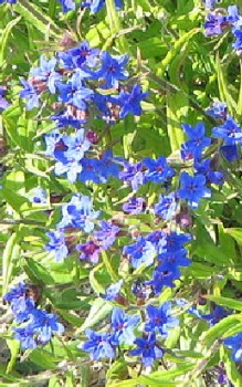 Blauroter Steinsame Steingartenpflanzen 