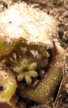Kanadische Haselwurz Laubblätter sterben nach den ersten Frosttagen ab Gartenstauden