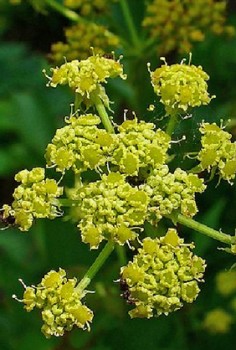 Liebstöckel Kräutergarten Pflanzen 