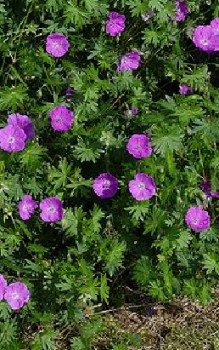 Blutroter Storchschnabel Steingartenpflanzen 