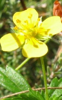 Blutwurz - für die äußerliche Behandlung von kleineren Wunden Heilpflanzen